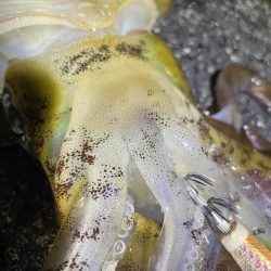 2025 佐渡ヶ島エギング Vol.44【11月2日】