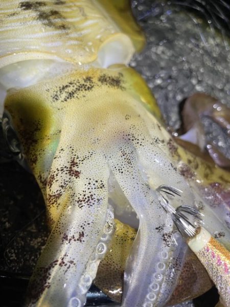 2025 佐渡ヶ島エギング Vol.44【…