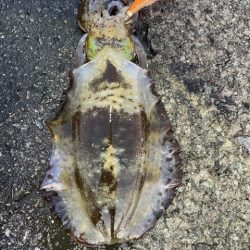 2025 佐渡ヶ島エギング Vol.45【11月4日】