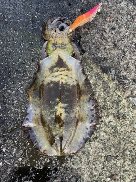 2025 佐渡ヶ島エギング Vol.45【…