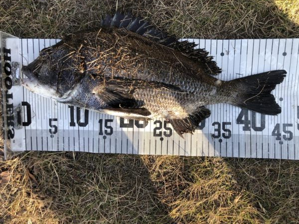 イチノ兄弟、釣果！