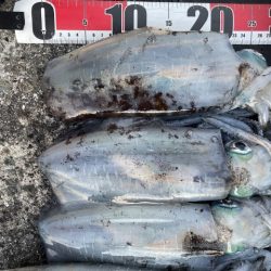 2025 佐渡ヶ島エギング Vol.46【11月5日】