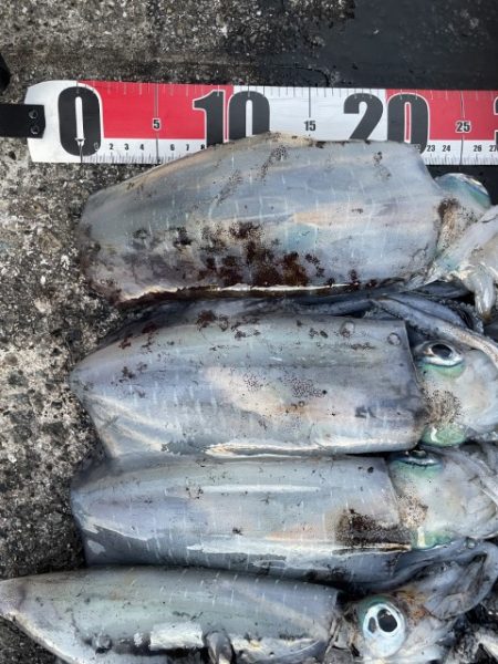 2025 佐渡ヶ島エギング Vol.46【11月5日】