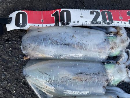 2025 佐渡ヶ島エギング Vol.48【11月7日】