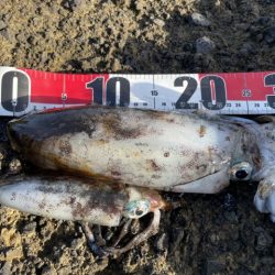 2025 佐渡ヶ島エギング Vol.49【11月8日】