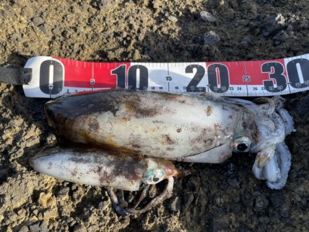 2025 佐渡ヶ島エギング Vol.49【11月8日】