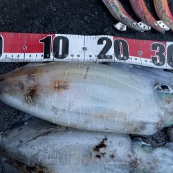 2025 佐渡ヶ島エギング Vol.50【11月9日】