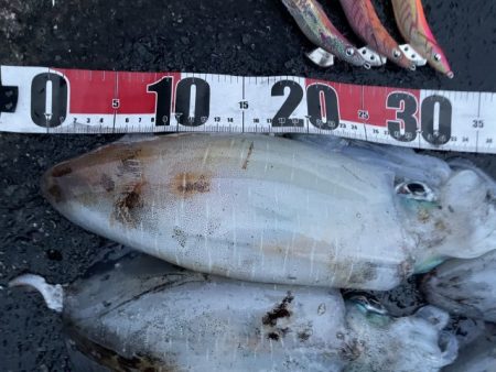 2025 佐渡ヶ島エギング Vol.50【11月9日】