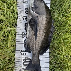 イチノ兄弟、釣果!