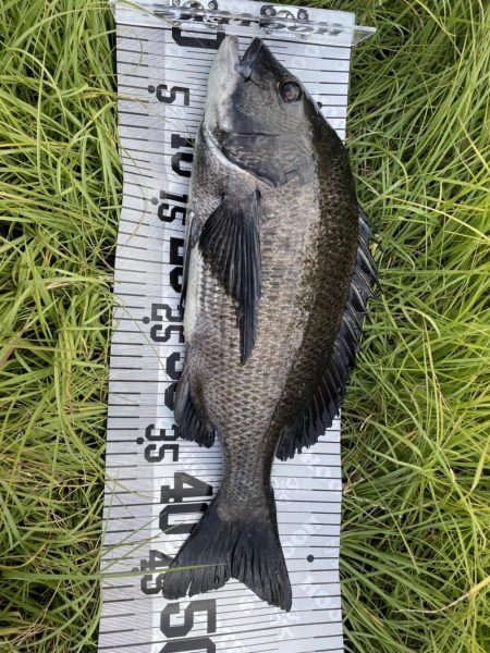 イチノ兄弟、釣果!