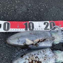 2025 佐渡ヶ島エギング Vol.51【11月11日】