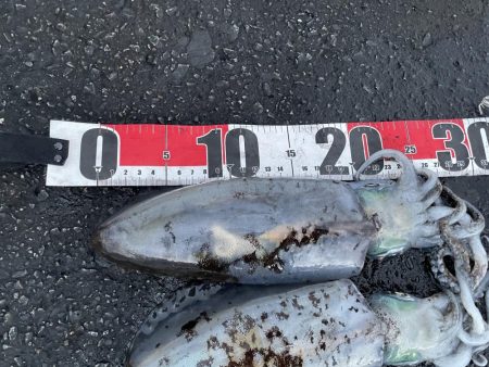 2025 佐渡ヶ島エギング Vol.51【…