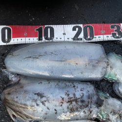 2025 佐渡ヶ島エギング Vol.53【11月13日】