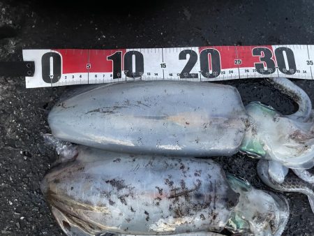 2025 佐渡ヶ島エギング Vol.53【…