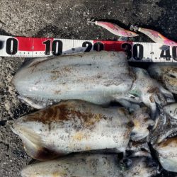 2025 佐渡ヶ島エギング Vol.54【11月15日】