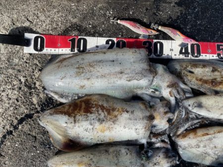 2025 佐渡ヶ島エギング Vol.54【…