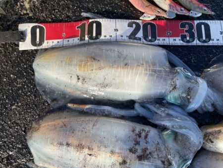 2025 佐渡ヶ島エギング Vol.55【11月16日】