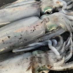 2025 佐渡ヶ島エギング Vol.56【11月17日】