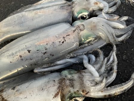 2025 佐渡ヶ島エギング Vol.56【11月17日】