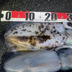 2025 佐渡ヶ島エギング Vol.57【11月20日】