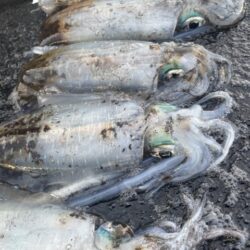 2025 佐渡ヶ島エギング Vol.58【11月22日】