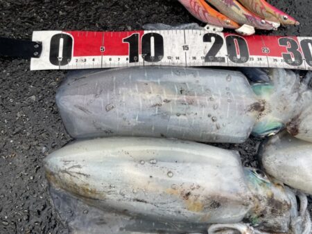 2025 佐渡ヶ島エギング Vol.59【11月24日】