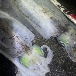 2025 佐渡ヶ島エギング Vol.60【11月28日】