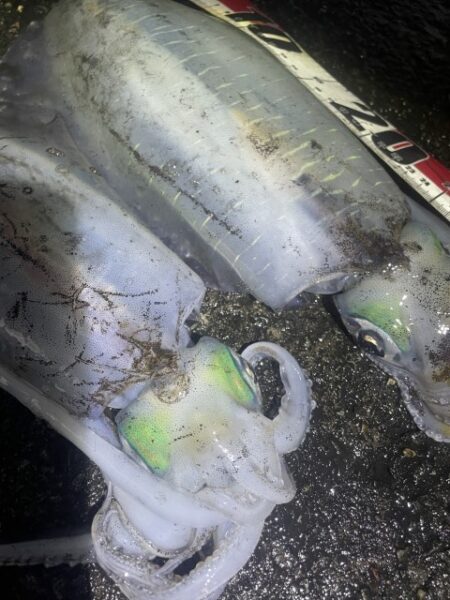 2025 佐渡ヶ島エギング Vol.60【11月28日】