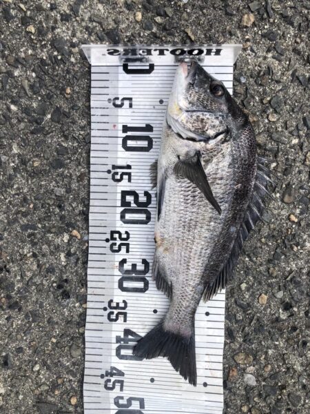 イチノ兄弟、釣果！