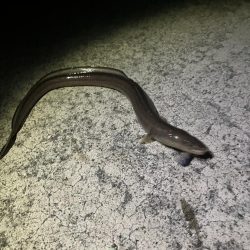 岸タチウオそろそろ終盤?