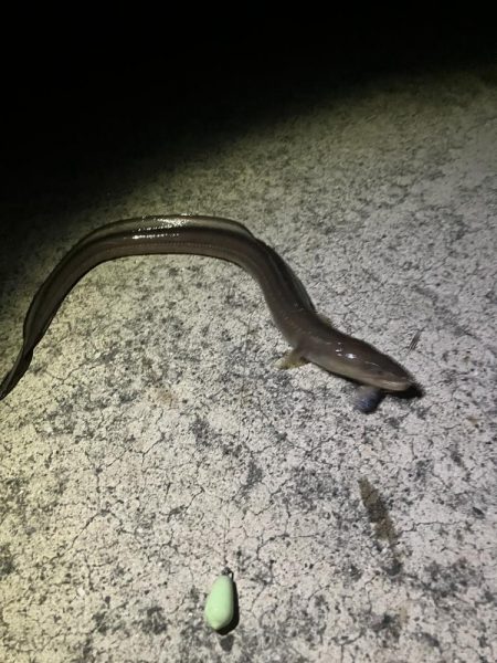 岸タチウオそろそろ終盤?