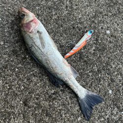 サゴシとセイゴ