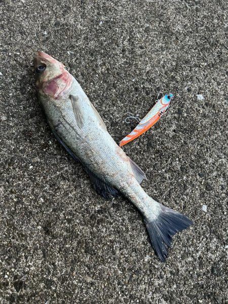 サゴシとセイゴ