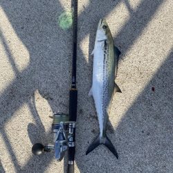 エギングとショアジキ