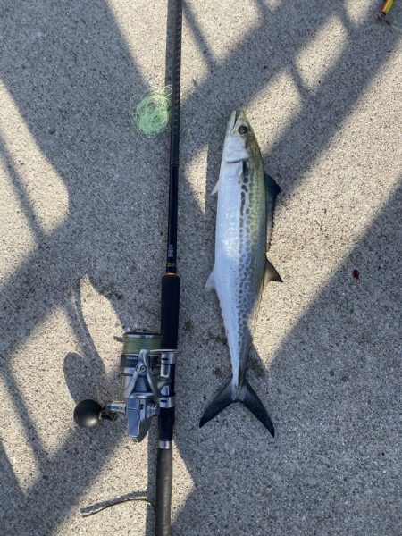 エギングとショアジキ