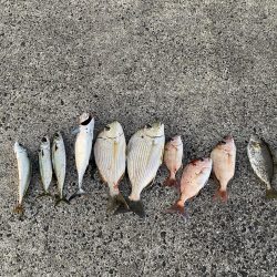 夕方まで釣れ続け