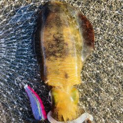 今日はイカの日