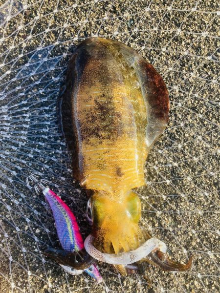 今日はイカの日