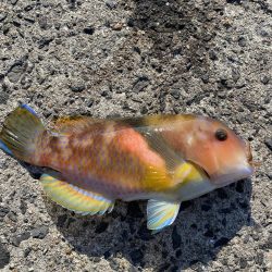 青イソメだけで!