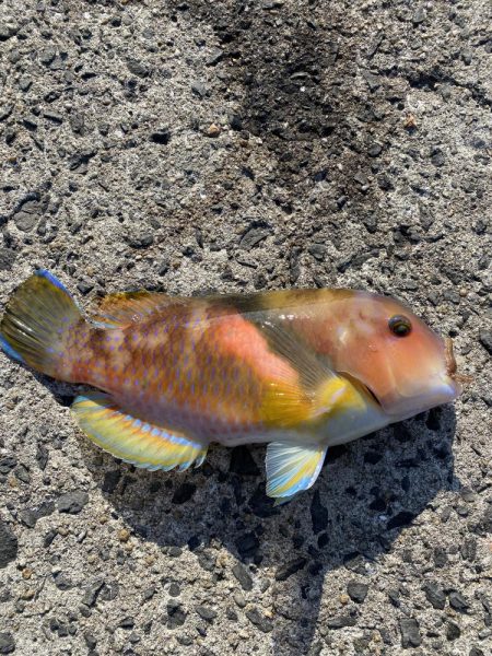 青イソメだけで!