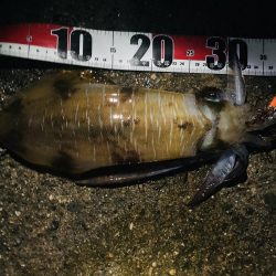 祝アオリイカ自己記録