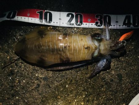 祝アオリイカ自己記録