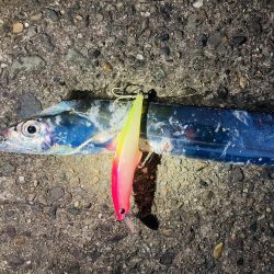 エギングで刀来た