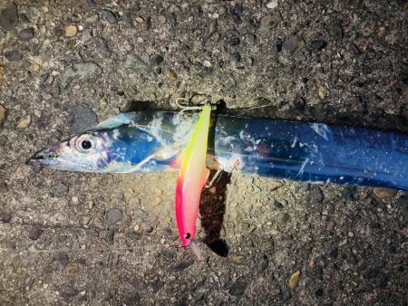 エギングで刀来た