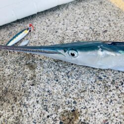 青物、アオリそろそろ終了か