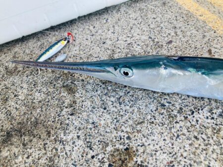 青物、アオリそろそろ終了か