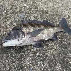 今日はアジング