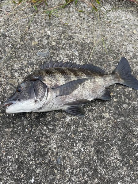 今日はアジング