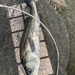 デイゲームでヒット