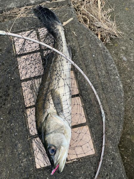 デイゲームでヒット